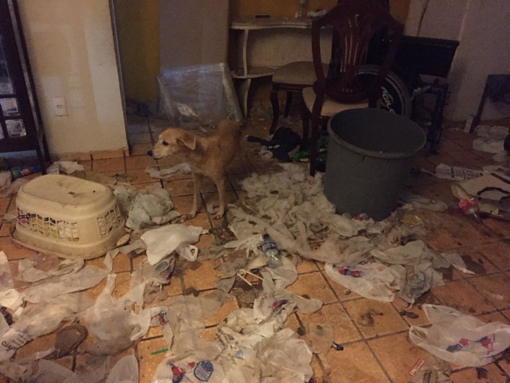 Animais são resgatados em situação de maus-tratos e desnutrição em Fortaleza
