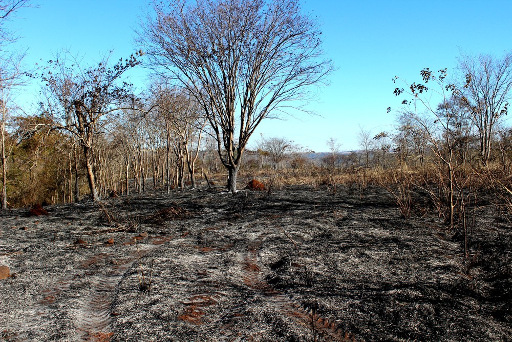 Parque do Pau Furado ainda tem reflexos do incêndio que devastou parte da reserva em Uberlândia
